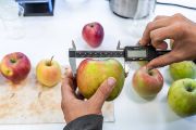 Moderní šlechtění se opírá o spoustu měřitelných parametrů z laboratoře.
