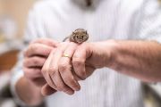 Evoluční strom čeledi myšovitých je obrovský, čítá přes 150 rodů a 800 druhů. Proto také studium myšovitých nabízí nepřeberné množství témat.