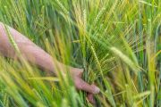Buried archaeological features are most often revealed thanks to vegetation. They become visible primarily during the growth and ripening stages of agricultural crops. Grain growing over hidden structures tends to differ in color and is taller.
