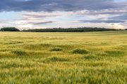 “That’s why the ideal time is between May and the end of July, when spring grain is being harvested. The type of crop planted is important, too. Cereals work best – especially barley – but we’ve also found sites revealed by sunflowers, corn, rapeseed, or alfalfa,” Martin Gojda explains.