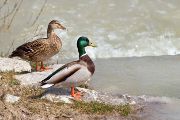 Kachna divoká byla loni globálně nejpozorovanějším druhem. V Českých Budějovicích byla na druhém místě. Foto: iNaturalist