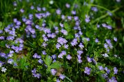 Loni místní nejčastěji fotili rozrazil rezekvítek. Foto: Hans z Pixabay