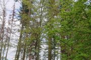    Kůrovcové ohnisko jedle ukazuje jedle zahubené kůrovci Pityokteines spinidens a Pityokteines vorontzowi. Tito kůrovci nyní působí odumírání jedlí v celé ČR na místech, kde se vyskytují porosty jedlí.
