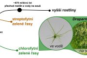 Vztahy Draparnaldie k suchozemským rostlinám. Obrázek z Caisova et al. (2024), upraveno.