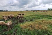Pestrá krajina je zdravá, proto v ní ptáci prosperují, včetně sýčků. Naopak, s plošným úbytkem pastvy hospodářských zvířat ve volné krajině se postupně vytrácejí extenzivní luční porosty v podobě druhově bohatých společenstev a pastvin. Taková krajina má extrémně minimální možnosti k poskytování řady svých přirozených funkcí, jako je zadržování vody, ochrana proti půdní erozi, opylování zemědělských plodin a regulace zemědělských škůdců. Výsledkem je strmý úbytek biologické rozmanitosti.