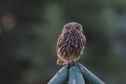 Sýčci žijí v párech, které jsou věrné svému hnízdišti, zabydlují se v dutinách stromů, skalních štěrbinách, opuštěných budovách či na farmách.