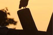 V noci lze sýčky poznat podle jejich pronikavého volání, které zní jako „kú-ik“ nebo „kú-vít“. V minulosti byli sýčci často spojováni s pověrami a považováni za posly špatných zpráv, ale ve starověkém Řecku byli uctíváni jako posvátní ptáci bohyně Athény. Dnes jsou sýčci kriticky ohroženým druhem a jejich ochrana je nezbytná pro zachování biologické rozmanitosti naší krajiny.