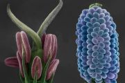 Snímek získaný pomocí pokročilé environmentální elektronové mikroskopie: Vlevo je vidět oboupohlavný květ Silene latifolia (silenka širokolistá) s indukovanou epigenetickou modifikací, která způsobila změny v morfogenezi celého květu. Vpravo detail samičích rostlinných vajíček Silene latifolia (silenka širokolistá) rostoucí v semeníku. 