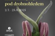 Plakát výstavy Tajemství květního vývoje pod drobnohledem, která je k vidění od 2. 7. do 25. 8. v Křížové chodbě Nové radnice v Brně. 